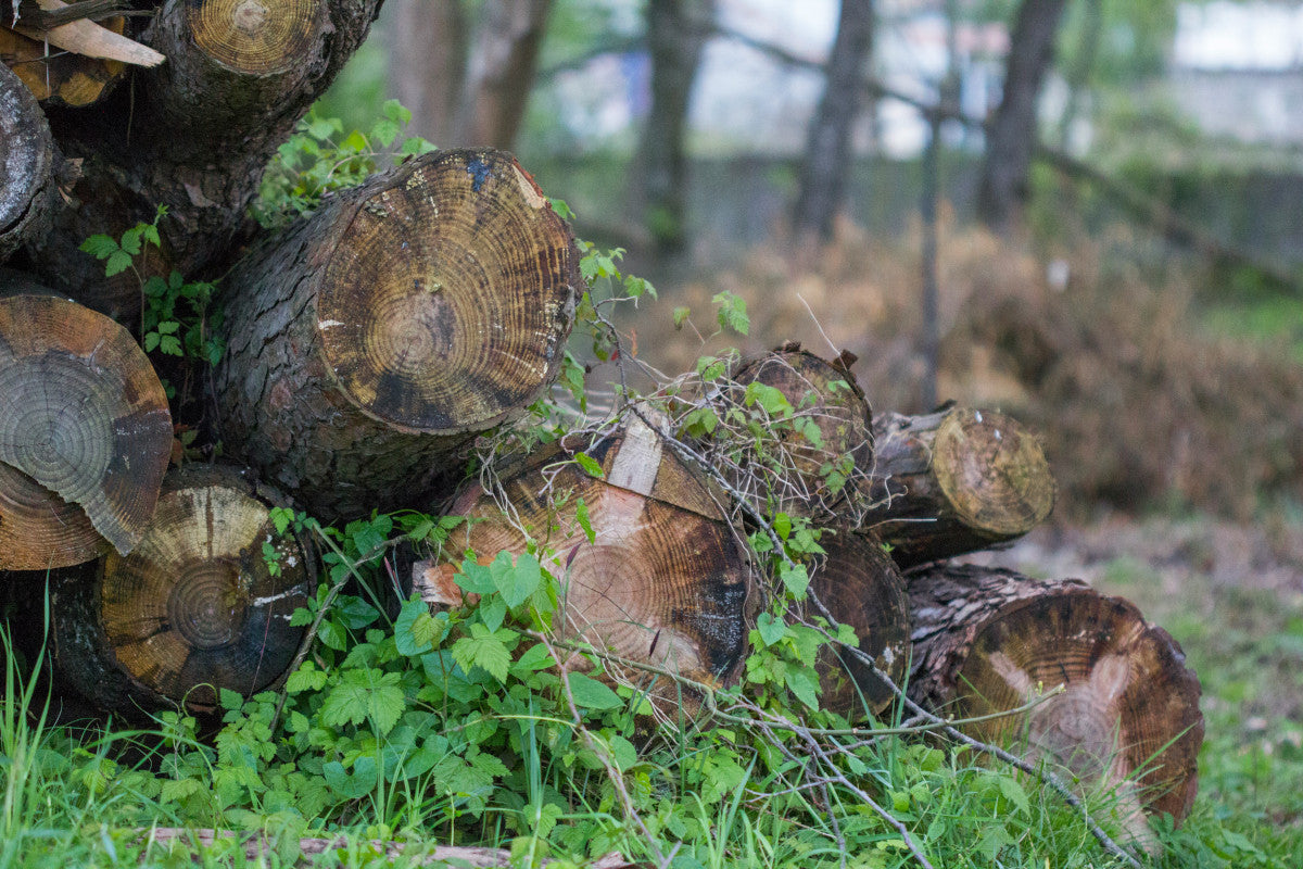 baumalight vs woodland mills stump grinder
