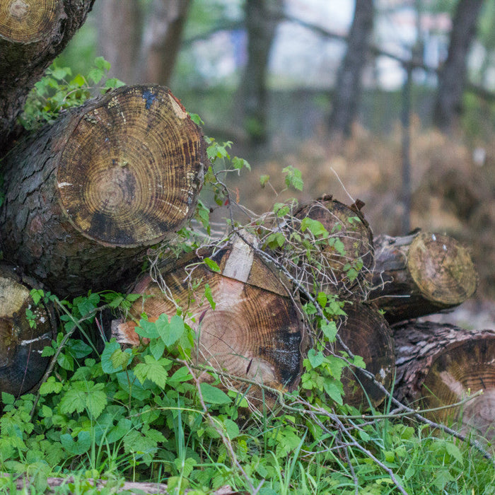baumalight vs woodland mills stump grinder