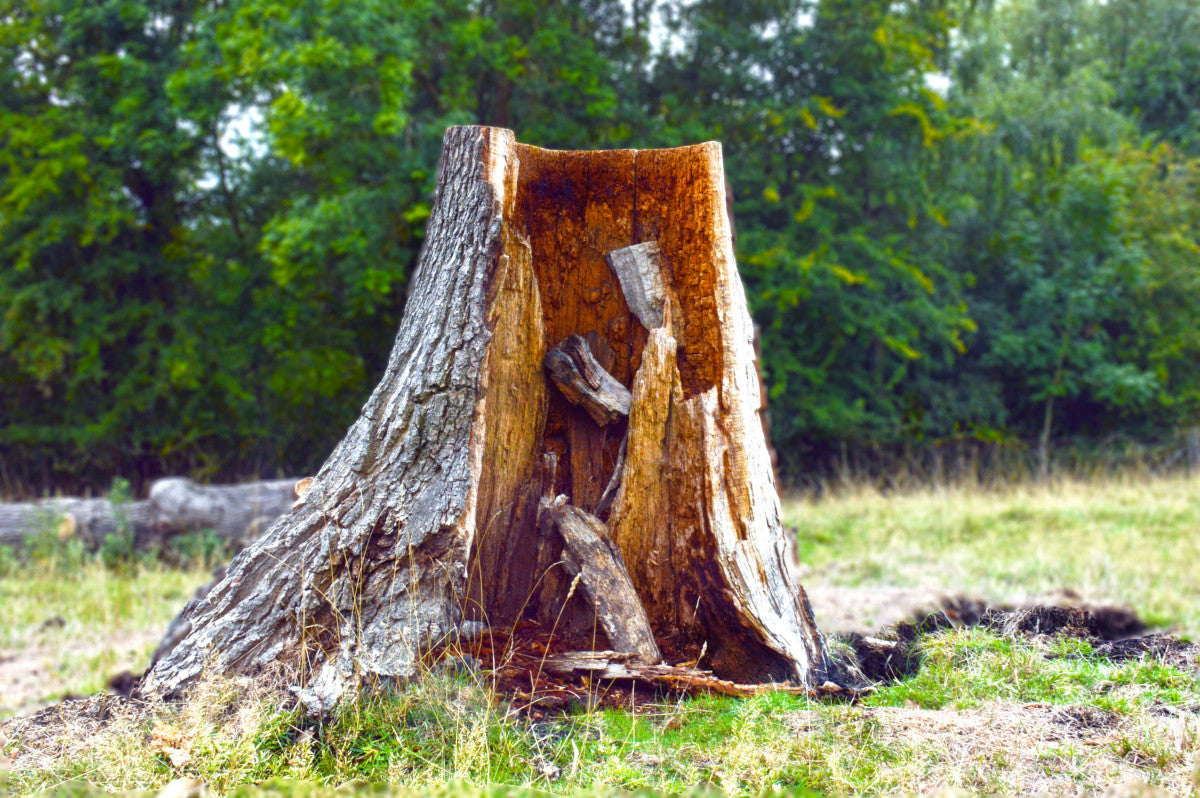 forestry mulcher vs stump grinder