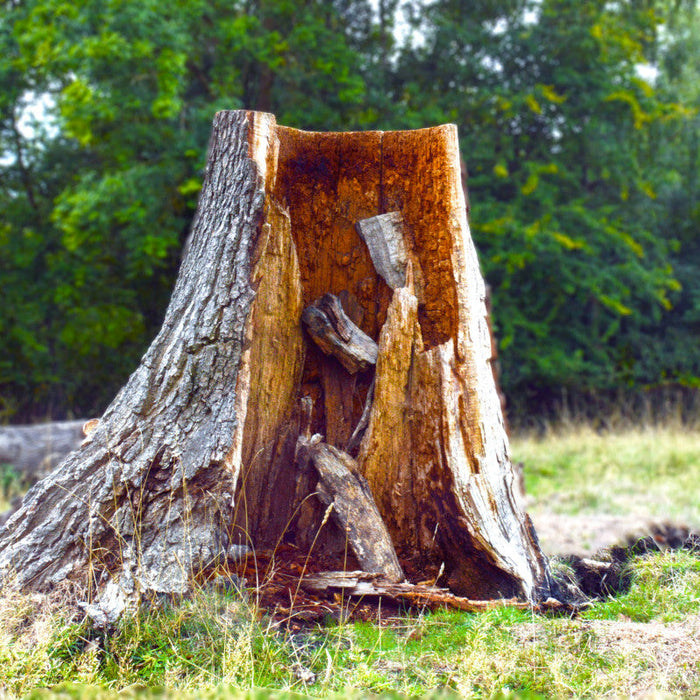 forestry mulcher vs stump grinder